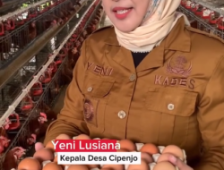 BUMDes Cipenjo Raup Hasil dari Ayam Petelur, Produksi Tembus 30 Kg per Hari